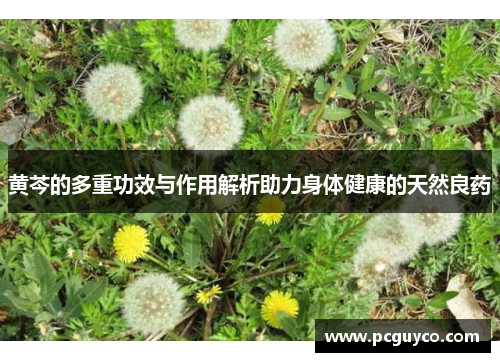 黄芩的多重功效与作用解析助力身体健康的天然良药